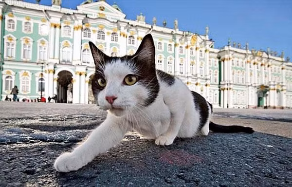 Hiện tại, bảo tàng Hermitage có khoảng 70 con mèo ''được hưởng lương''. Mèo được chia thành hai nhóm "ở ngoài sân" và "trong phòng" để có thể làm việc hiệu quả nhất.