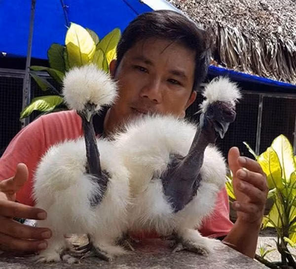 Tại Việt Nam, ''thú cưng'' gà cổ trụi được giới nhà giàu Việt tìm mua từ khi chúng mới chỉ 1- 2 tháng tuổi với giá khoảng 800.000 đồng/con.