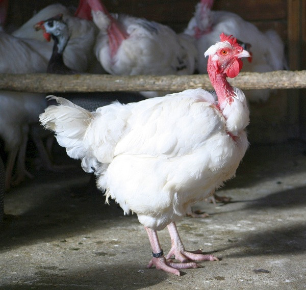 Chiếc cổ dài và không lông, uốn éo như con rắn của gà cổ trụi là kết quả của biến đổi gene ngẫu nhiên. Chúng thường bị lầm tưởng là sản phẩm lai giữa gà thường và gà tây do ngoại hình khác biệt.