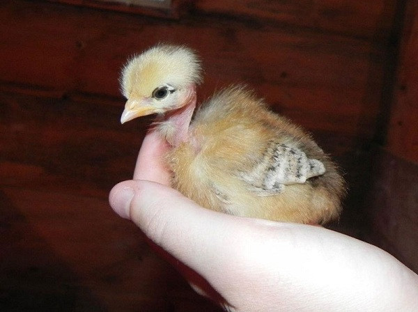 Gà con khi đẻ ra đã không có lông ở cổ và nuôi khoảng bảy tháng là đẻ được, mỗi lần đẻ gần chục trứng.