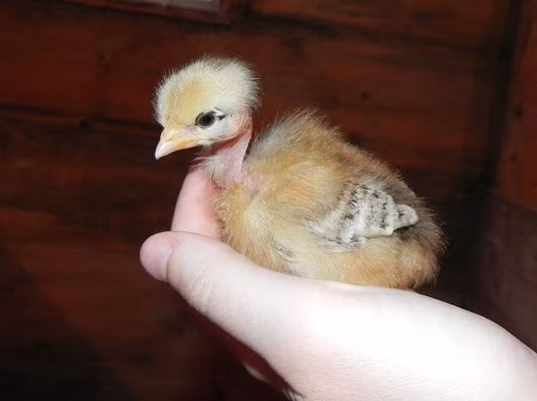 Gà con khi đẻ ra đã không có lông ở cổ và nuôi khoảng bảy tháng là đẻ được, mỗi lần đẻ gần chục trứng.