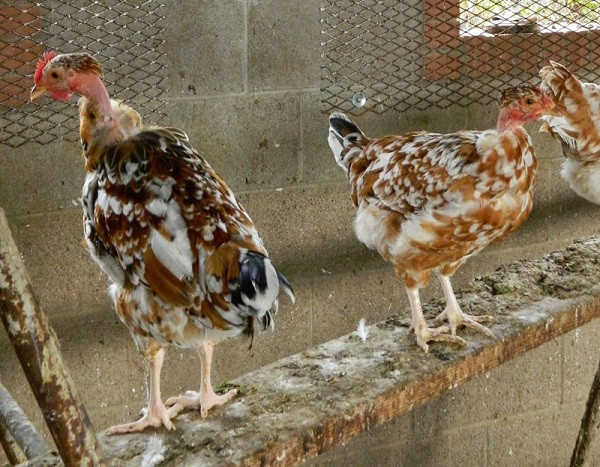 Khi lớn lên, những con trống có mào cùng chòm lông mượt trên đỉnh đầu còn gà mái không có mào, lông đỉnh đầu mọc dày hơn, đôi khi trùm cả qua mắt.