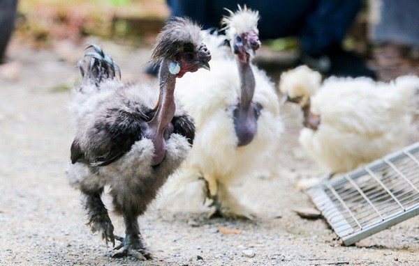 Tuổi thọ trung bình của giống gà này là khoảng 10 năm.