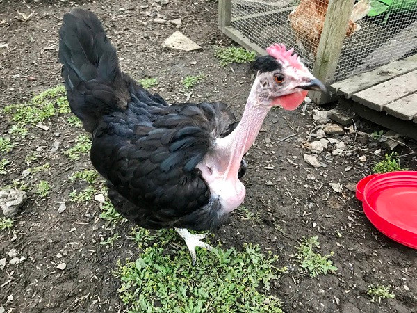 Gà cổ trụi được biết đến là loài có khả năng chịu nhiệt tốt bởi tuy không có lông ở cổ nhưng còn lại từ cánh, ức, chân gà đều mọc nhiều lông đủ màu sắc để giữ nhiệt.