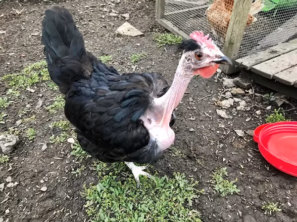 Gà cổ trụi được biết đến là loài có khả năng chịu nhiệt tốt bởi tuy không có lông ở cổ nhưng còn lại từ cánh, ức, chân gà đều mọc nhiều lông đủ màu sắc để giữ nhiệt.