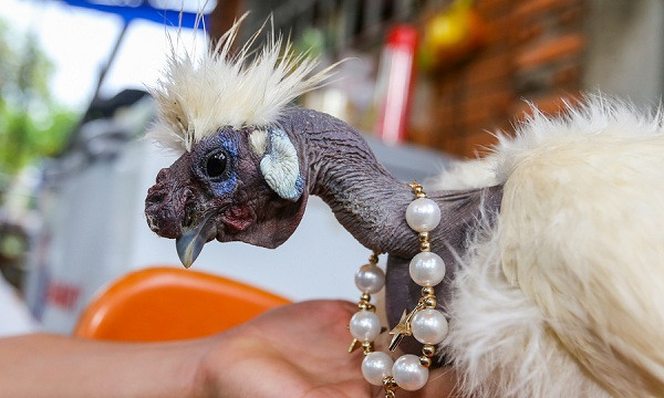 Những con gà trưởng thành và đạt đủ tiêu chuẩn có thể đạt mức giá 18 triệu đồng/bộ 1 trống 2 mái,nếu mua lẻ thì ở mức gần 10 triệu/con.