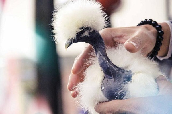 Gà cổ trụi hay gà cổ rắn có nguồn gốc từ Hungary, khá phổ biến ở châu Âu. Những năm gần đây loài gà này được nuôi làm cảnh và trở thành ''thú cưng'' của giới nhà giàu Việt.