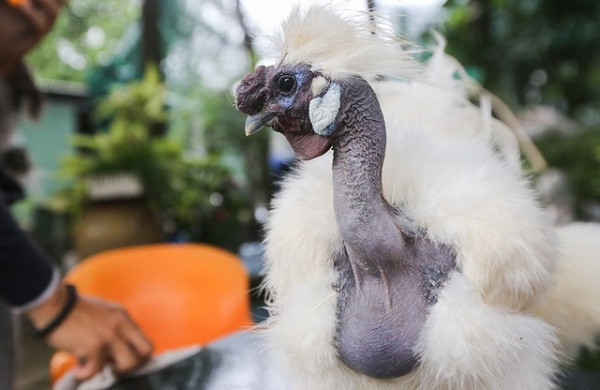 Tiêu chuẩn của một con gà cổ trụi hay cổ rắn đẹp để nuôi làm cảnh là chiếc cổ dài từ 10 đến 15 cm, không có lông và đầu lúc nào cũng ngẩng cao, uốn éo như rắn. Bộ lông trên người phải dày, mượt và bung ra thường xuyên, được giữ sạch, mượt mà.