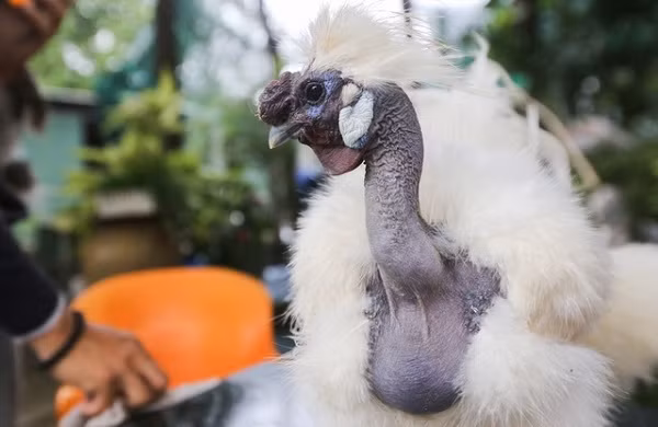 Tiêu chuẩn của một con gà cổ trụi hay cổ rắn đẹp để nuôi làm cảnh là chiếc cổ dài từ 10 đến 15 cm, không có lông và đầu lúc nào cũng ngẩng cao, uốn éo như rắn. Bộ lông trên người phải dày, mượt và bung ra thường xuyên, được giữ sạch, mượt mà.