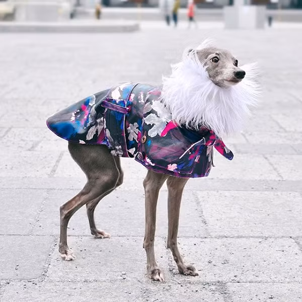 Hiện tại, Shapiro và chú chó siêu mẫu còn sở hữu một thương hiệu riêng có tên Tika Merch, chuyên thiết kế những loại áo phông, áo hoodie, mũ, cốc,...có tin hình Tika.