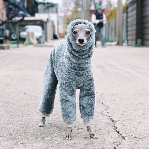 Shapiro thường gọi quần áo của Tika là "haute couture athleisure", hoàn toàn được lấy cảm hứng từ các ngôi sao nổi tiếng thế giới. Tika có thể diện tất cả loại trang phục nhưng món đồ yêu thích nhất là chiếc áo lông cừu có mũ trùm đầu hoặc bộ đồ có lông giả màu hồng nhạt.