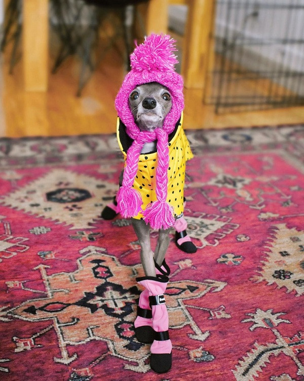 Không ít người hâm mộ dành lời khen ngợi cho chủ nhân Tika vì bắt kịp xu hướng trên thế giới. Những chiếc áo được nhuộm theo kiểu tie-dye là món đồ gây chú ý dịp gần đây khi ngay cả nhiều nhân vật nổi tiếng như Kylie Jenner hay Jennie (BlackPink) đều lăng xê mốt áo này.