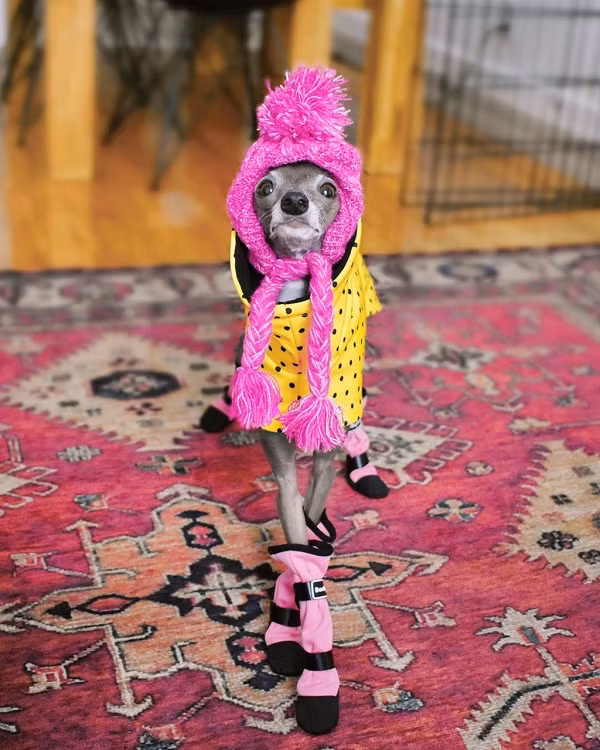 Không ít người hâm mộ dành lời khen ngợi cho chủ nhân Tika vì bắt kịp xu hướng trên thế giới. Những chiếc áo được nhuộm theo kiểu tie-dye là món đồ gây chú ý dịp gần đây khi ngay cả nhiều nhân vật nổi tiếng như Kylie Jenner hay Jennie (BlackPink) đều lăng xê mốt áo này.