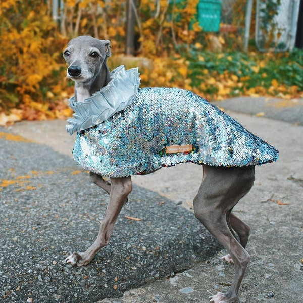 "Chúng tôi đã thử những kiểu dáng khác nhau với thân hình của Tika. Các bộ đồ đều mang tính ứng dụng cao, có thể mặc để vui chơi, mà vẫn đảm bảo tính thời trang và có thể sử dụng cho sinh hoạt hàng ngày", chủ nhân của Tika chia sẻ.