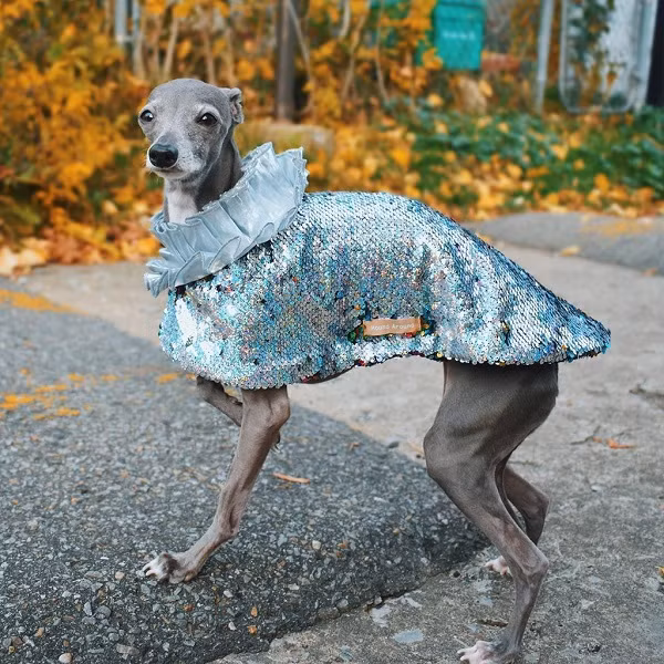 "Chúng tôi đã thử những kiểu dáng khác nhau với thân hình của Tika. Các bộ đồ đều mang tính ứng dụng cao, có thể mặc để vui chơi, mà vẫn đảm bảo tính thời trang và có thể sử dụng cho sinh hoạt hàng ngày", chủ nhân của Tika chia sẻ.