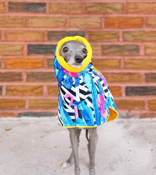 Đối với món đồ không thích nó sẽ tỏ rõ bằng biểu cảm trên khuôn mặt, điển hình là khi diện bộ váy đính sequin lấp lánh. Tuy nhiên, Shapiro cho biết với những trang phục ren hay lấp lánh, đều có lớp lót vải len mềm bên trong để không gây khó chịu cho làn da của Tika.