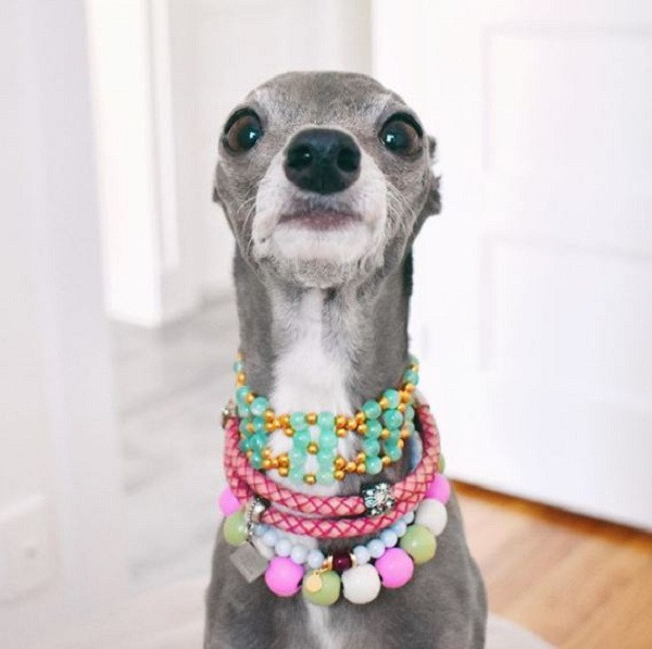 Ngoài ra, siêu mẫu chó chân dài này còn luôn được trang bị phụ kiện sặc sỡ như vòng cổ hay kính, mũ… phù hợp với trang phục. Shapiro tiết lộ nó có cả tủ phụ kiện đủ màu sắc để tiện cho việc ''phối đồ''.