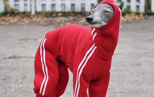 Shapiro bắt đầu lập tài khoản Instagram riêng cho siêu mẫu chó Tika vào năm 2016 khi nhận ra rằng ngày càng nhiều người biết đến và thả tim ảnh của Tika trên trang cá nhân của anh.