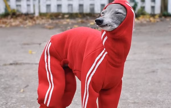 Shapiro bắt đầu lập tài khoản Instagram riêng cho siêu mẫu chó Tika vào năm 2016 khi nhận ra rằng ngày càng nhiều người biết đến và thả tim ảnh của Tika trên trang cá nhân của anh.