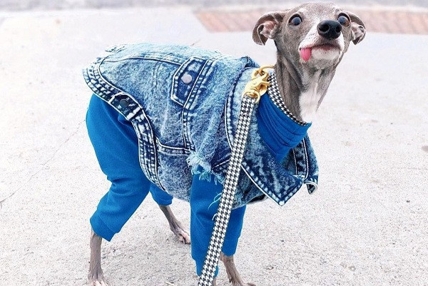 Chủ nhân siêu mẫu chó thừa nhận anh không có khiếu về thời trang nhưng anh làm việc với các nhà thiết kế để tạo ra những bộ trang phục lộng lẫy, được may đo theo kích thước của Tika. Đơn giản chỉ bởi Tika cảm thấy vui vẻ khi diện quần áo đẹp.