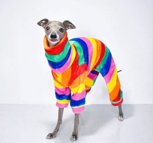 "Điều quan trọng là Tika không chỉ trông đẹp hơn mà nó còn thấy thoải mái khi diện những bộ trang phục. Đó là sự pha trộn giữa thời trang và thực tiễn", Thomas Shapiro - chủ của Tika chia sẻ với tờ Insider.