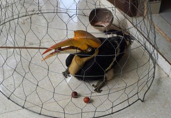 Chiều 21/5, Hạt Kiểm lâm huyện Phú Lộc, tỉnh Thừa Thiên-Huế phối hợp với lực lượng vườn Quốc gia Bạch Mã thả cá thể hồng hoàng về với tự nhiên ở Rừng Quốc gia Bạch Mã.