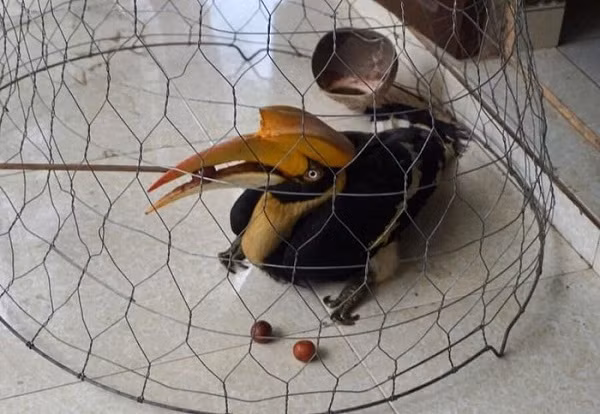 Chiều 21/5, Hạt Kiểm lâm huyện Phú Lộc, tỉnh Thừa Thiên-Huế phối hợp với lực lượng vườn Quốc gia Bạch Mã thả cá thể hồng hoàng về với tự nhiên ở Rừng Quốc gia Bạch Mã.