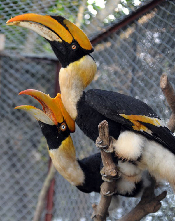 ''Hồng hoàng là loài chim quý đang trên đà tuyệt chủng, hiện nay, chúng tôi đang nghiên cứu để có thể gây giống cho loài chim này'', anh Giáp - chủ trang trại Vườn chim Việt cho biết.