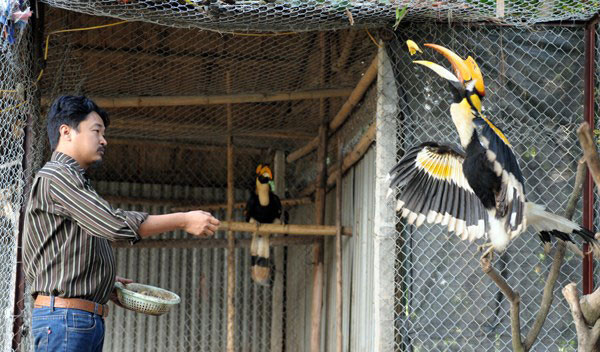 Chim hồng hoàng quý hiếm cũng chính là hình thù chim khắc trên mặt trống đồng cổ - quốc bảo của Việt Nam. Chim cổ Hồng Hoàng được nuôi tại Hà Nội | VTC14. Nguồn: Youtube