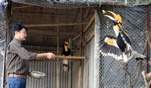 Chim hồng hoàng quý hiếm cũng chính là hình thù chim khắc trên mặt trống đồng cổ - quốc bảo của Việt Nam. Chim cổ Hồng Hoàng được nuôi tại Hà Nội | VTC14. Nguồn: Youtube