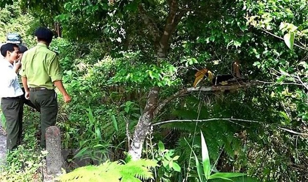 Sau khi tìm hiểu và được biết đây là loài chim quý hiếm cần phải bảo vệ, ông đã liên lạc, báo cáo và bàn giao cho cơ quan chức năng để thả vào môi trường tự nhiên. Ảnh: TTXVN