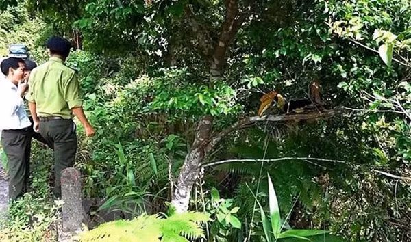 Sau khi tìm hiểu và được biết đây là loài chim quý hiếm cần phải bảo vệ, ông đã liên lạc, báo cáo và bàn giao cho cơ quan chức năng để thả vào môi trường tự nhiên. Ảnh: TTXVN