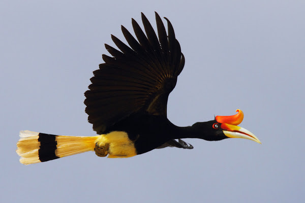 Hiện nay, số lượng chim hồng hoàng còn lại không nhiều. Trong những năm gần đây ở nhiều nơi đã trở nên rất hiếm hoặc thậm chí không còn gặp do môi trường sống bị tác động mạnh dẫn đến thu hẹp và bị săn bắt.