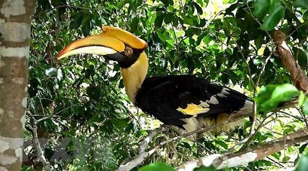 Ông Phương cho biết, vào ngày 19/5, ông phát hiện chim lạ bay lạc vào vườn nhà, vướng vào lưới quây nuôi gà nên cùng người dân xung quanh tháo gỡ, nuôi nhốt. Con chim được tìm thấy có cân nặng khoảng 3,5kg, trong tình trạng sức khỏe ổn định. Ảnh: TTXVN