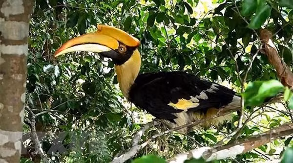 Ông Phương cho biết, vào ngày 19/5, ông phát hiện chim lạ bay lạc vào vườn nhà, vướng vào lưới quây nuôi gà nên cùng người dân xung quanh tháo gỡ, nuôi nhốt. Con chim được tìm thấy có cân nặng khoảng 3,5kg, trong tình trạng sức khỏe ổn định. Ảnh: TTXVN