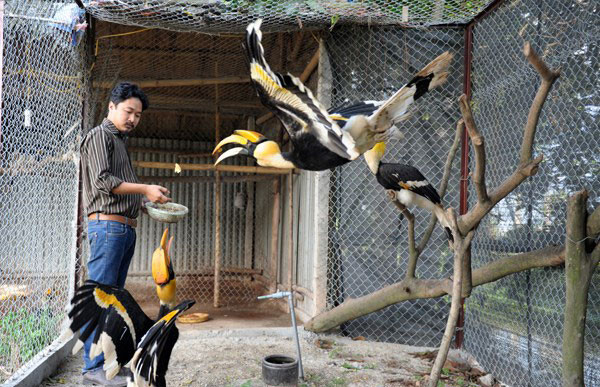 Tại nước ta, có 4 cá thể chim hồng hoàng hiện đang được nuôi dưỡng và nghiên cứu tại Vườn chim Việt (Hà Nội).