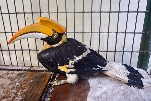 Cá thể chim hồng hoàng quý hiếm được Hạt Kiểm lâm Phú Lộc tiếp nhận từ ông Hồ Văn Phương, trú tại thôn Nam Trạch, xã Lộc An, huyện Phú Lộc, tỉnh Thừa Thiên-Huế.