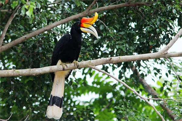 Bởi vậy loài chim này hiên thuộc loại động vật quý hiếm, có tên trong sách đỏ Việt Nam và sách đỏ của Liên minh Quốc tế Bảo tồn Thiên nhiên và Tài nguyên Thiên nhiên (IUCN). Chim hồng hoàng cũng được xếp vào bậc bị đe dọa, cận nguy cấp.