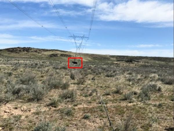 "Đường dây cáp quang mặc dù bị rơi xuống đất nhưng vẫn hoạt động bình thường. Tuy nhiên gần đây xuất hiện đàn bò của một người nông dân gần đó, và bất cứ khi nào chúng xuất hiện giẫm sập hệ thống cáp quang thì mạng chập chờn và đây là bằng chứng.", ông Hölzle chia sẻ trên Twitter kèm bức ảnh khiến ''thủ phạm'' không thể chối cãi.