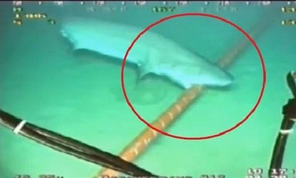 Thực tế, hạ tầng điện lực và internet tại Mỹ không ít lần bị ''phá hoại'' bởi động vật như sóc, rắn, cá mập,... Trước đây, chính Google cũng là ''nạn nhân'' của một sự cố gây ra bởi cá mập – loài động vật vốn bị đồn là kẻ mê cắn cáp quang.