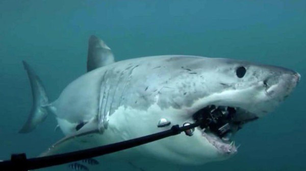 Mặc dù cá mập cắn cáp quang biển không phải nguyên nhân chính và duy nhất khiến đường truyền internet có vấn đề. Tuy nhiên có một sự thật là những đường cáp này có sức hút kỳ lạ đối với loài sát thủ săn mồi.