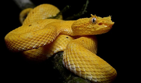 Loài rắn hổ lục đầu giáo vàng óng (Golden Lancehead Vipers), một trong những loài rắn độc nhất thế giới cũng xuất hiện rất nhiều trên đảo này với số lượng khoảng 2.000 - 4.000 con. Xuất phát từ tình hình trên, giới chức trách cấm con người đặt chân lên đảo Ilha de Queimada Grande để tránh xảy ra thương vong do những con rắn gây nên.