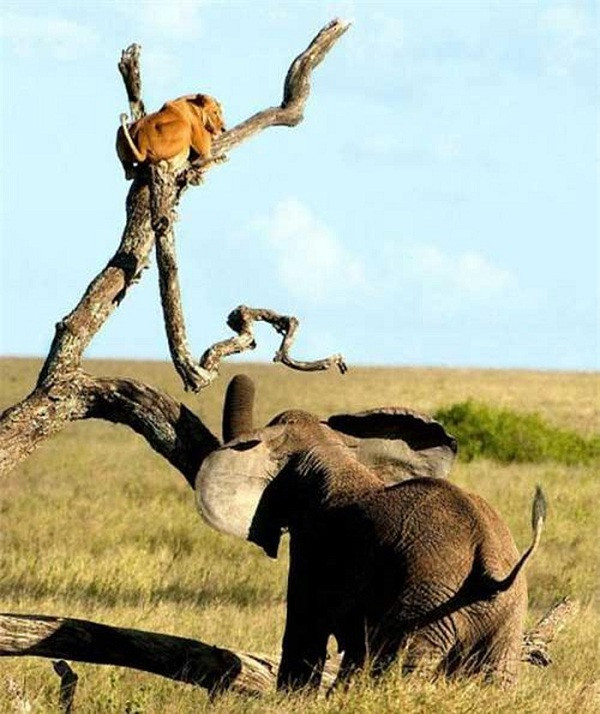 Sử tử hung dữ nổi tiếng là kẻ săn mồi ở châu Phi cũng có ngày bị một con voi đuổi đến mức phải leo lên ngọn cây trốn tránh.