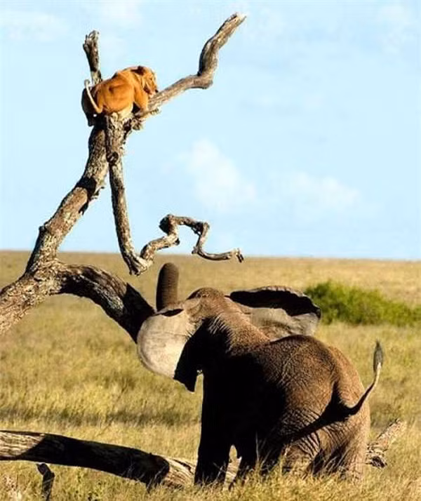 Sử tử hung dữ nổi tiếng là kẻ săn mồi ở châu Phi cũng có ngày bị một con voi đuổi đến mức phải leo lên ngọn cây trốn tránh.