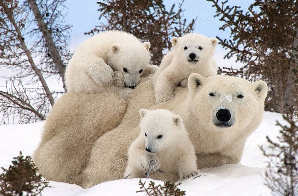 Gia đình gấu trắng Bắc Cực vui vẻ chơi đùa trên tuyết ở Manitoba, Canada là một trong những khoảnh khắc đẹp của động vật được nhiếp ảnh gia ghi lại.