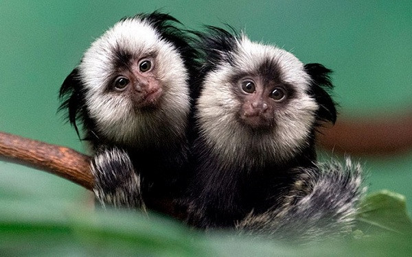 Một cặp khỉ đuôi sóc xích lại gần nhau để giữ ấm trên cành cây trong vườn thú Prospect, New York, Mỹ.