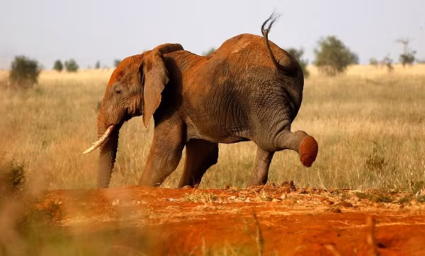 Chú voi tại vườn quốc gia Tsavo West, Kenya tung tăng "nhảy chân sáo" trên đồng cỏ.