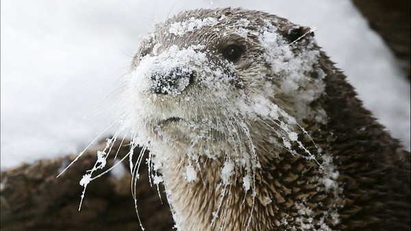 Rái cá sông dính đầy tuyết ở mặt khi chơi với người tuyết trong vườn thú Sedgwick ở Witichta, Mỹ - bức ảnh động vật đáng yêu khiến không ít người phải bật cười.