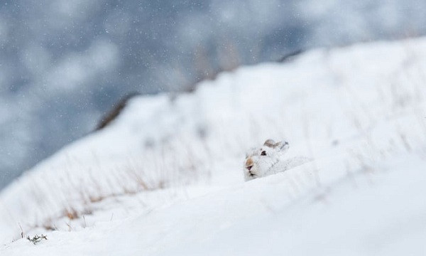 Chú thỏ rừng nhỏ bé đang ẩn nấp trên cánh đồng tuyết ở một vùng cao nguyên Scotland.