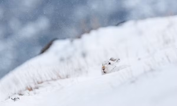Chú thỏ rừng nhỏ bé đang ẩn nấp trên cánh đồng tuyết ở một vùng cao nguyên Scotland.